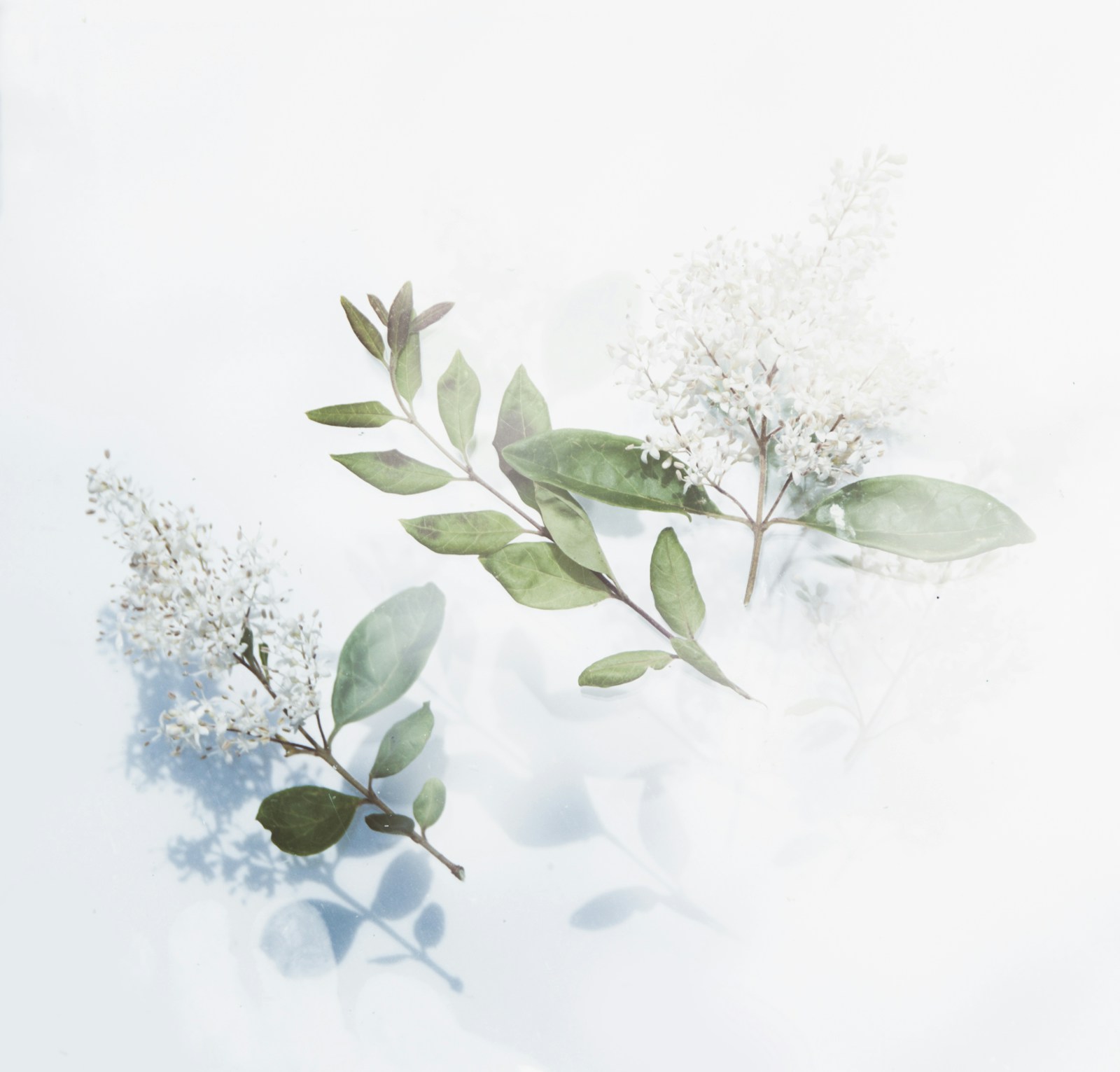 Botanical leaves — representative spa photography